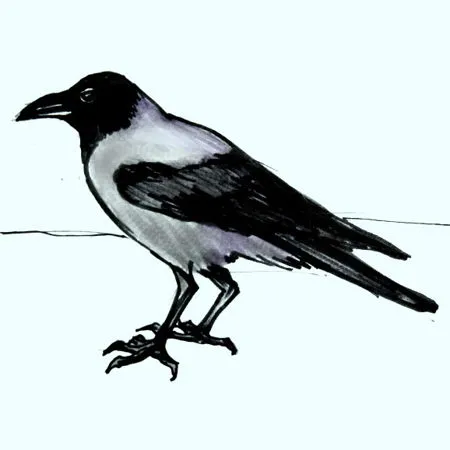 crow-drawing-015